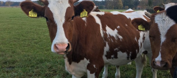 foto koeien in wei